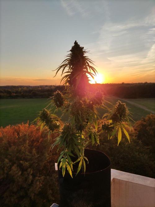 Durban Poison Autoflower. Week 11 - Tag 77 