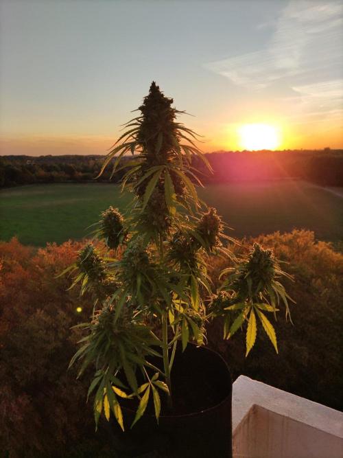 Durban Poison Autoflower. Week 11