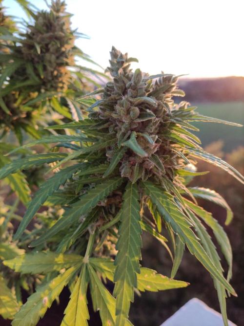 Durban Poison Autoflower. Week 11