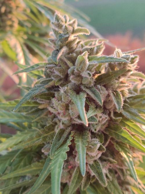 Durban Poison Autoflower. Week 11