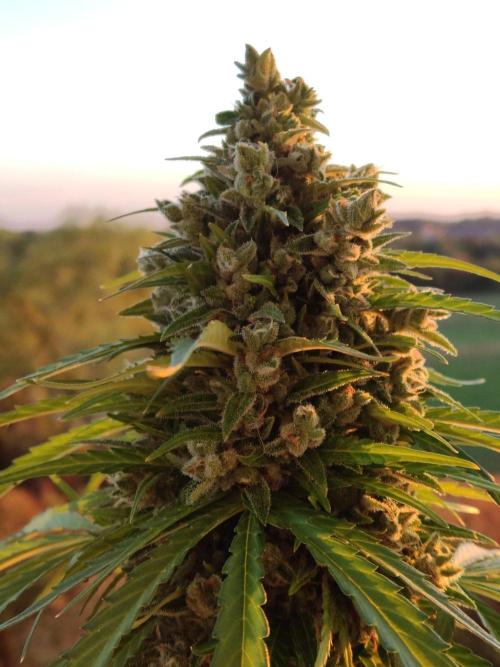Durban Poison Autoflower. Week 11