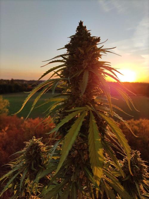 Durban Poison Autoflower. Week 11