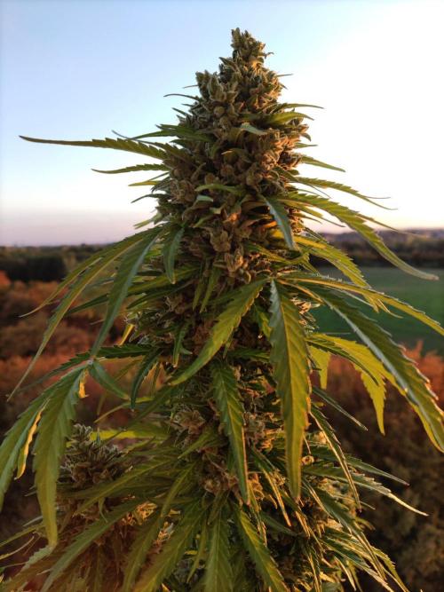 Durban Poison Autoflower. Week 11