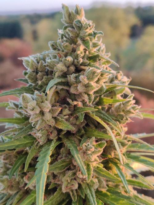Durban Poison Autoflower. Week 11