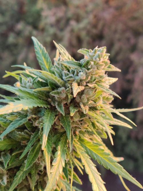 Durban Poison Autoflower. Week 11