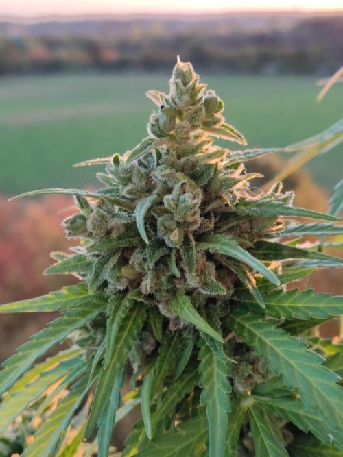 Durban Poison Autoflower. Week 11