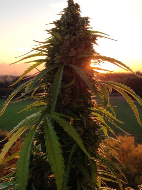 Durban Poison Autoflower. Week 11