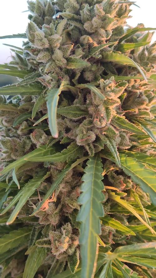 Durban Poison Autoflower