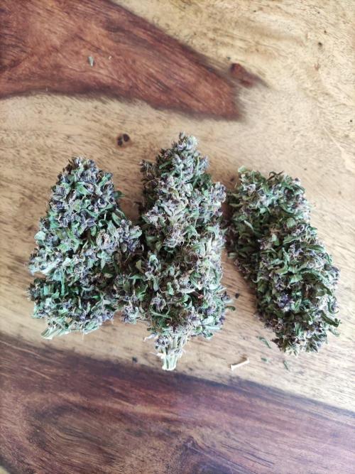 Auto Creeper. Week 13