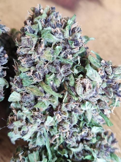 Auto Creeper. Week 13