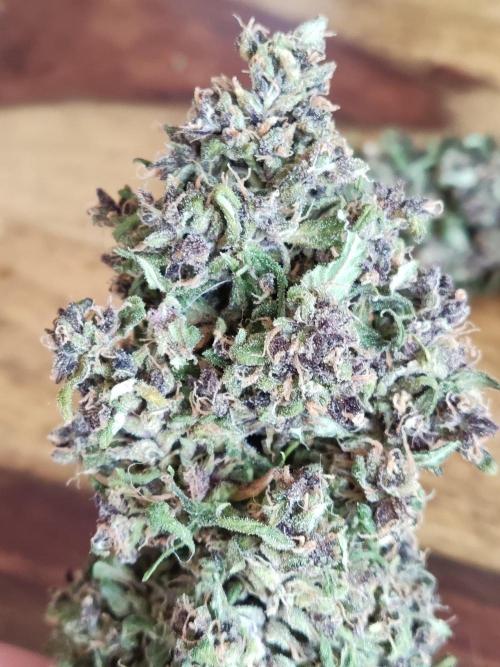 Auto Creeper. Week 13