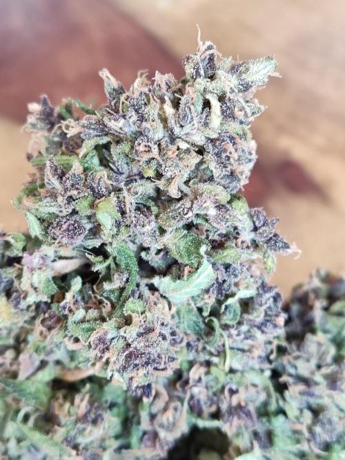 Auto Creeper. Week 13
