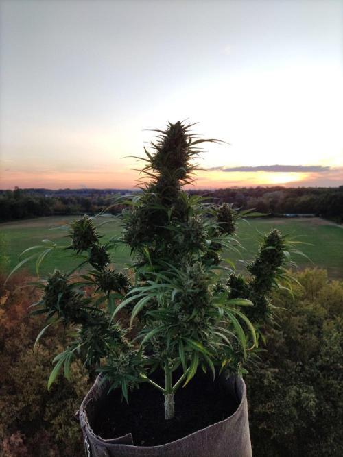 Ghost Train Haze Auto. Week 12 - Tag 84
