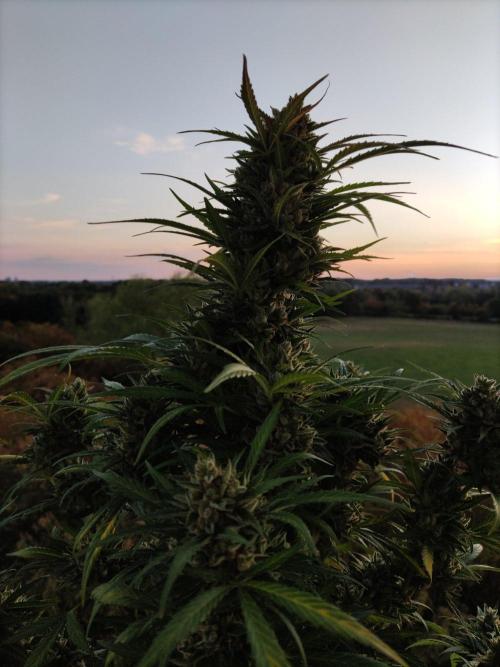 Ghost Train Haze Auto. Week 12