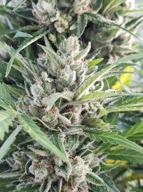 Ghost Train Haze Auto. Week 12