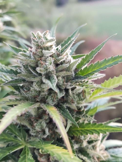 Ghost Train Haze Auto. Week 12