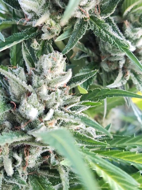 Ghost Train Haze Auto. Week 12