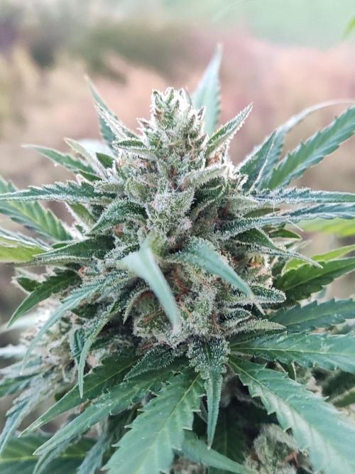 Ghost Train Haze Auto. Week 12