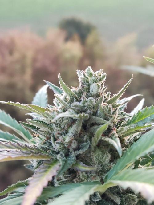 Ghost Train Haze Auto. Week 12
