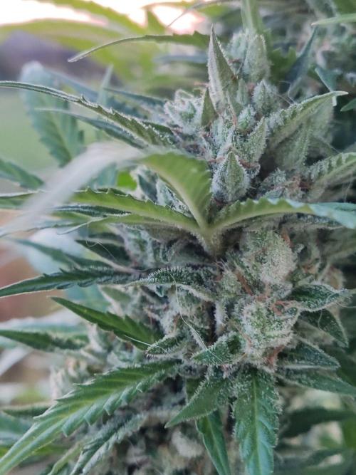 Ghost Train Haze Auto. Week 12