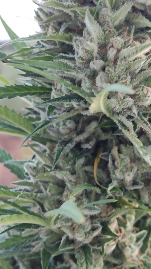 Ghost Train Haze Auto