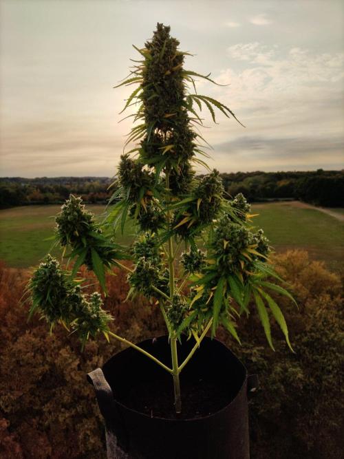 Durban Poison Autoflower. Week 12 - Tag 84