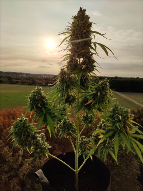 Durban Poison Autoflower. Week 12