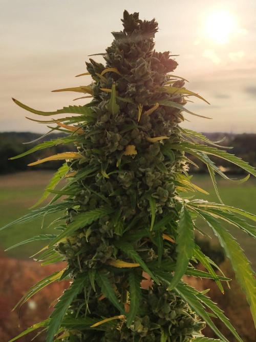 Durban Poison Autoflower. Week 12