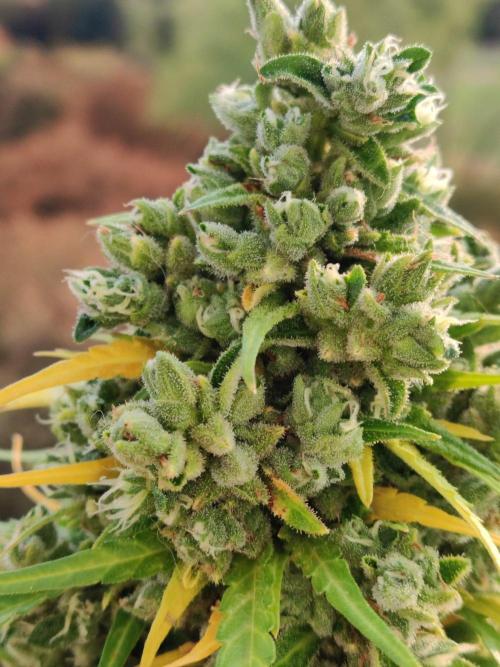 Durban Poison Autoflower. Week 12