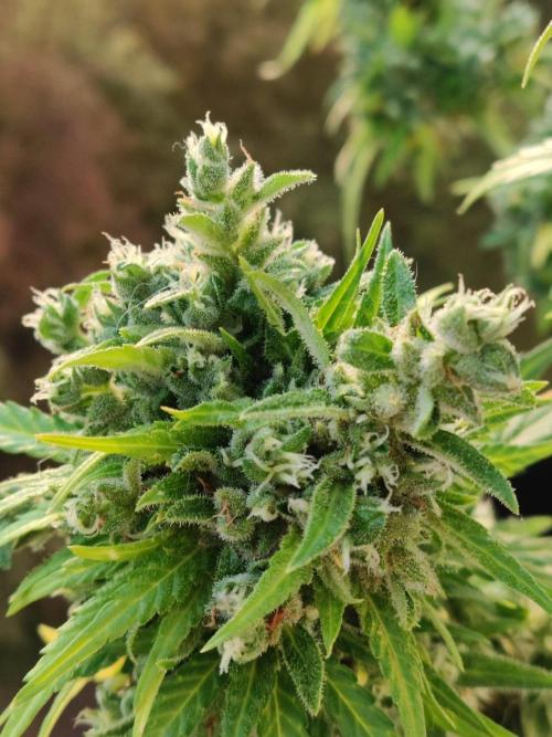 Durban Poison Autoflower. Week 12