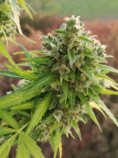 Durban Poison Autoflower. Week 12