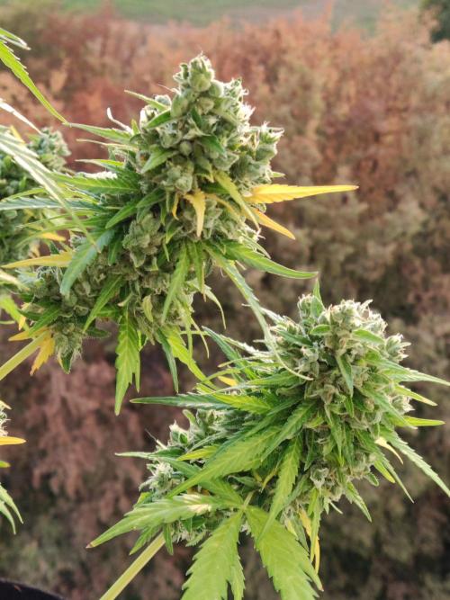 Durban Poison Autoflower. Week 12