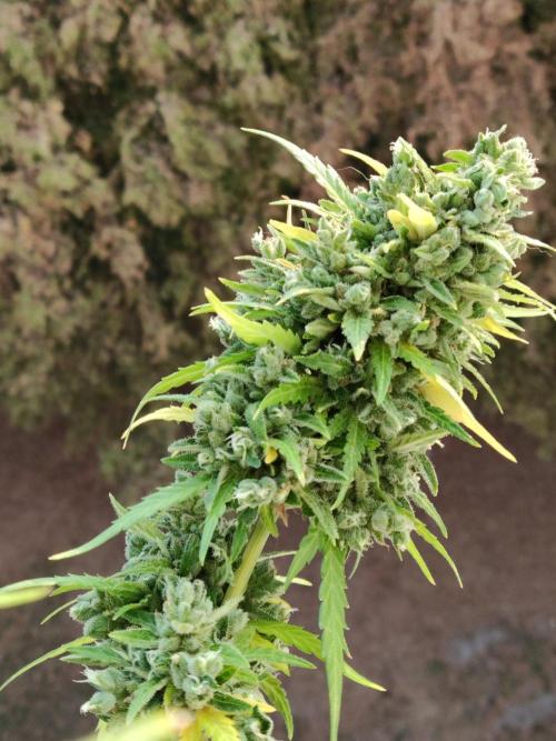 Durban Poison Autoflower. Week 12