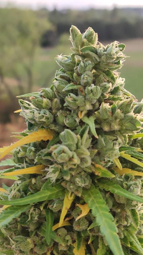 Durban Poison Autoflower