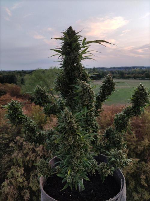 Ghost Train Haze Auto. Week 13 - Tag 93
Erntetag 93