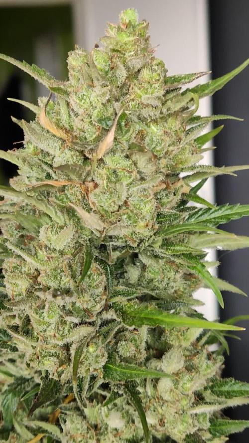 Ghost Train Haze Auto