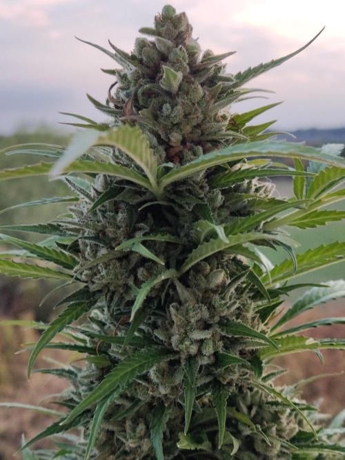 Ghost Train Haze Auto. Week 13