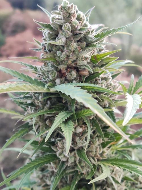 Ghost Train Haze Auto. Week 13