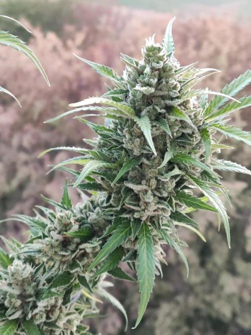 Ghost Train Haze Auto. Week 13