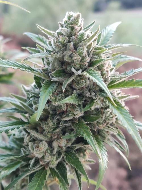 Ghost Train Haze Auto. Week 13