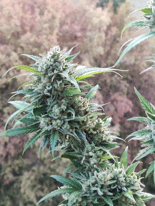 Ghost Train Haze Auto. Week 13