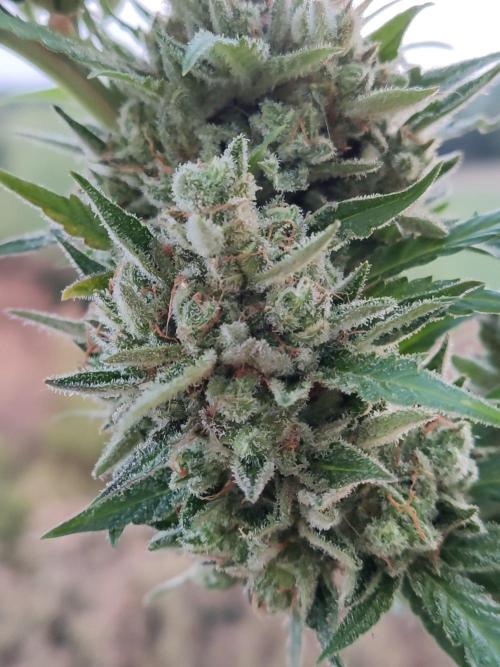 Ghost Train Haze Auto. Week 13