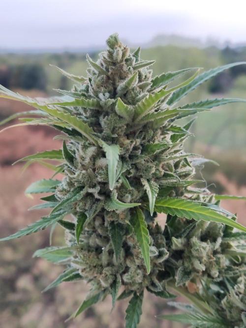 Ghost Train Haze Auto. Week 13