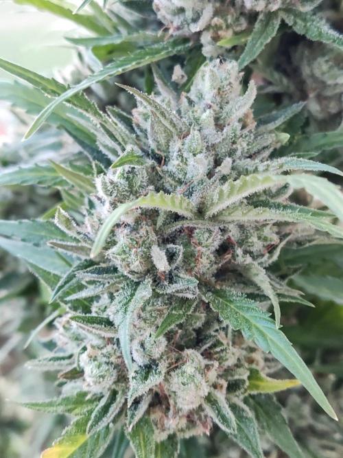 Ghost Train Haze Auto. Week 13