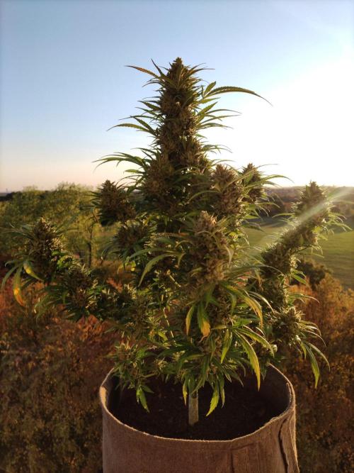 Ghost Train Haze Auto. Week 13