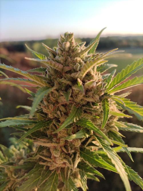 Ghost Train Haze Auto. Week 13