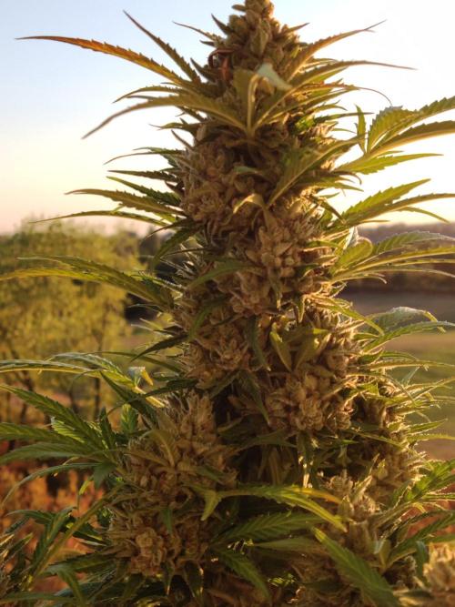 Ghost Train Haze Auto. Week 13