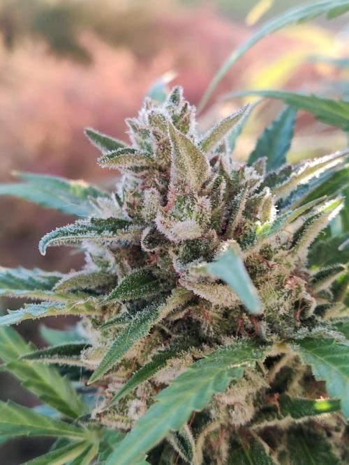 Ghost Train Haze Auto. Week 13