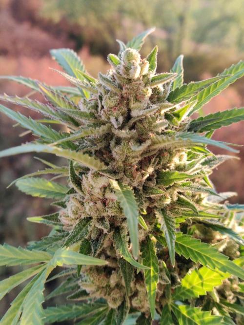 Ghost Train Haze Auto. Week 13
