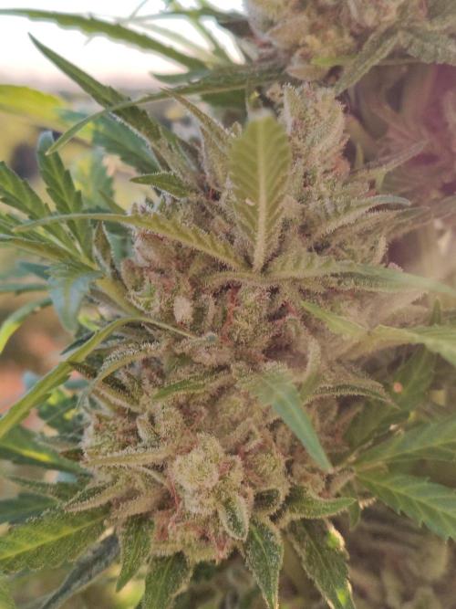 Ghost Train Haze Auto. Week 13